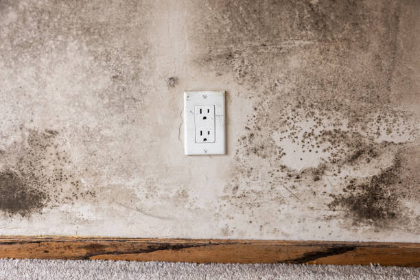 Best HVAC Mold Inspection and Cleaning  in Lake Success, NY