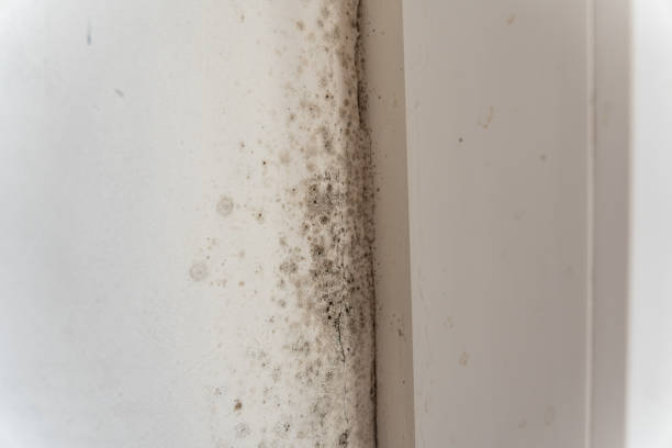 Best Mold Documentation for Insurance Claims  in Lake Success, NY